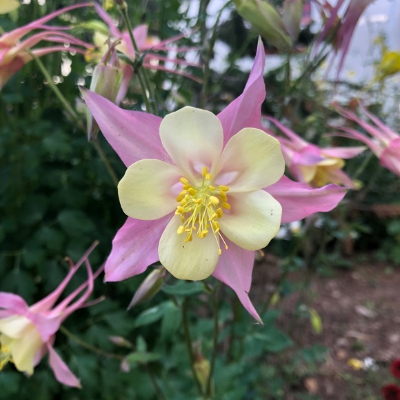 Meet your Posher, Alexandra - Picture 2 of 2